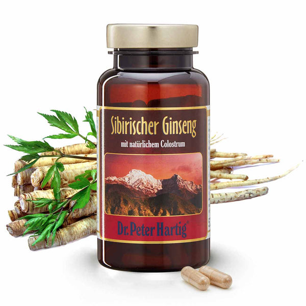 Sibirischer Ginseng 90