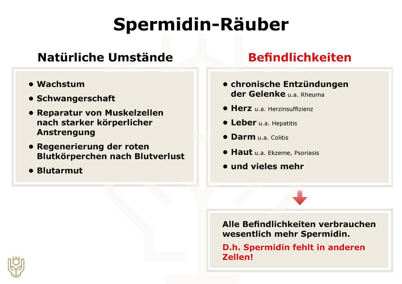 Spermidine NMN